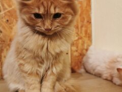 Vand pisicuta portocalie persana / Garfield