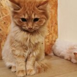 Vand pisicuta portocalie persana / Garfield